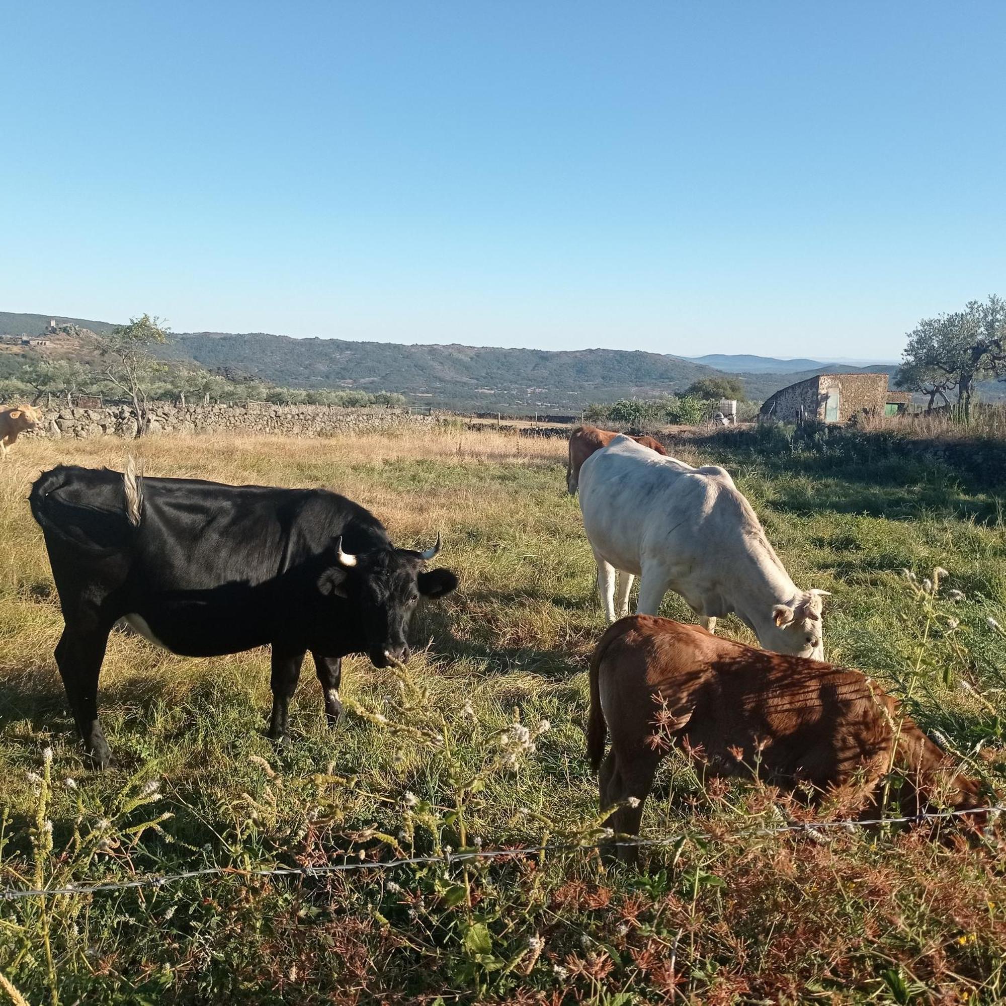 Casa Rural Vinas Perdidas เบคาร์ ภายนอก รูปภาพ